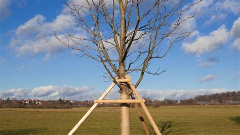 staking trees in windy areas